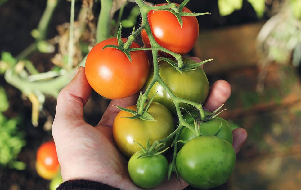 Tomaten moestuin