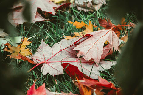 Gardening in autumn